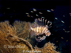 Lion Fish Fan Coral , by Mark Hedges 